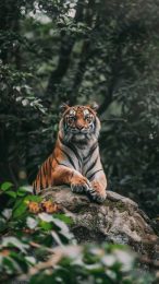 Eye-Catching Tiger Digital Backgrounds for Android Phones