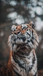 Capture Nature’s Beauty: Tiger Wallpapers for iPhones