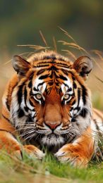 Amazing Tiger Pictures for Android Mobile Wallpaper