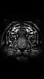 Top Tiger Photos for Your Mobile Wallpaper Collection