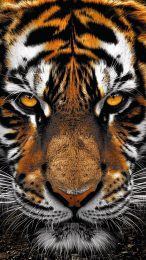 Explore Stunning Tiger Themes for Your iPhone Background