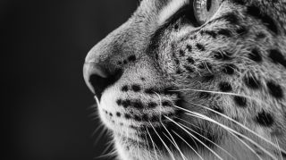 Free 4K Big Cat Digital Background for Desktop