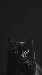 High-Definition Black and White Cat Image Download