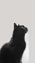 Charming Cat Aesthetic HD Wallpaper for iPhone