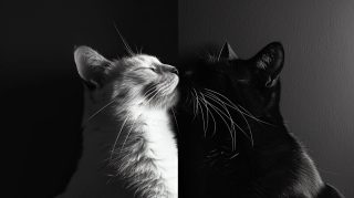 Stylish Black and White Cat Aesthetic 16:9 Wallpaper