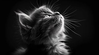 Pictures of Black and White Cats for PC Wallpapers