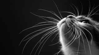 Download Stunning Black and White Cat Images