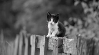 4K and 8K Black and White Cat Pictures