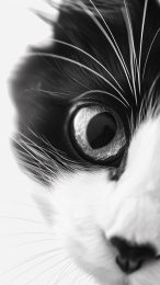 Digital Backgrounds Featuring Adorable Black and White Cats