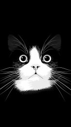 Elegant Black and White Cat Images for Your Device