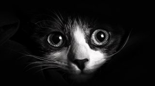 PC Wallpapers: Charming Black and White Cat Pics