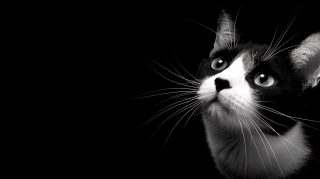 Free 1920x1080 Black and White Cat Backgrounds