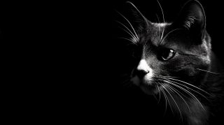 Ultra HD Black and White Cat Image Download