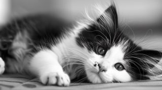 Free HD Pics of Cartoon Black and White Cats