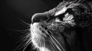 Cartoon Cat Stock Photos: Black and White Designs