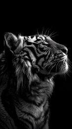 Stunning Black and White Tiger Mobile Wallpaper Download