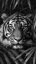 HD Black and White Tiger Image for Android Phones