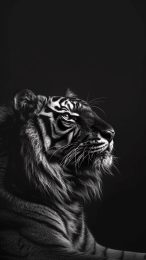 Digital Background of Black and White Tiger in HD