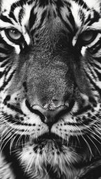 Beautiful Black and White Tiger Wallpaper for Mobile Devices