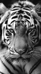 Exclusive Black and White Tiger Mobile Wallpaper Collection