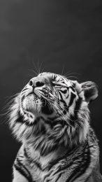 High-Definition Tiger Wallpaper for Mobile Phones