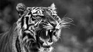 Captivating Black and White Tiger in 16:9 Format