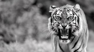 Download Free 8K Wallpaper for Desktop: Tiger Roar