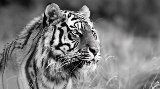 Stunning AI Wallpaper: Black and White Tiger HD