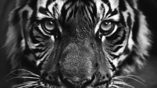 16:9 Black-and-White Tiger Digital Background for Free