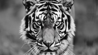 Free 4K Black-and-White Tiger Photos for Wallpaper Download