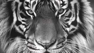 HD Pics of Black and White Tiger for Your PC