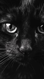 Explore Black Cat Pictures for HD Mobile Backgrounds