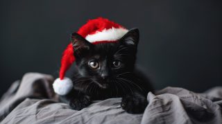 Black Cat Christmas Wallpaper: Free HD Digital Background