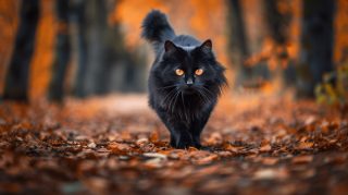 AI Wallpaper: Elegant Black Cat for Your PC