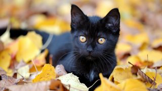 Free Stock Photos: Black Cat Fall Wallpaper