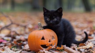 Digital Background: Halloween Black Cat HD Pictures