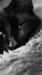 high-quality black cat images for Android phones