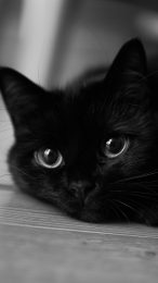 elegant black cat hd wallpapers for iPhone users