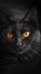 unique black cat wallpapers for Android phones