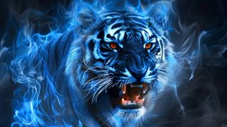 Top Stock Photos of Blue Fire Tiger for Download