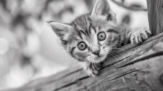 Black and White Cat Wallpapers for Your Desktop