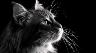 Digital Backgrounds: Cat-Themed HD Wallpapers