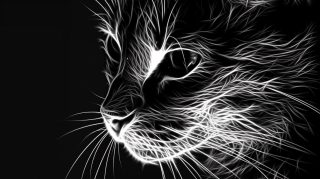 Free HD Wallpaper of Cats in Black and White