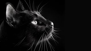 Free AI Wallpaper Featuring Cats in Monochrome