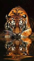 Cool Tiger Wallpapers for iPhone: HD Digital Backgrounds