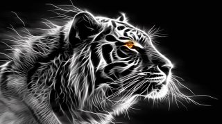 Download Cool White Tiger Images for Background