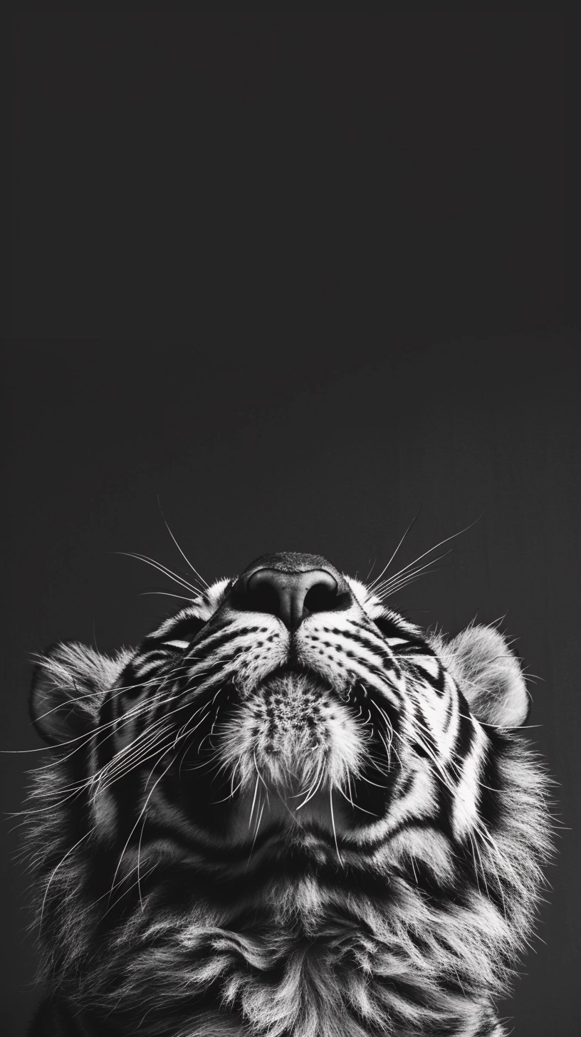 Cute Black and White Tiger Mobile Wallpaper in HD