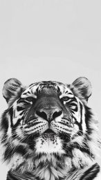 Download Free Black and White Tiger Wallpapers