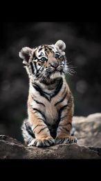 Adorable Black and White Tiger Pictures for Phones