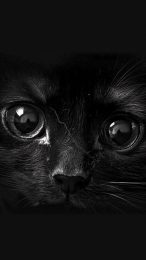 Photos of Cute Black Cats for Your Mobile Screen